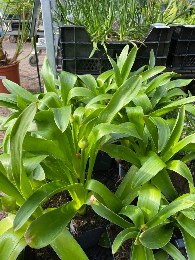 Allium Globemaster - Prachtige Sierui voor uw Tuin, Volle zon, Vaste plant, Lente, Ophalen