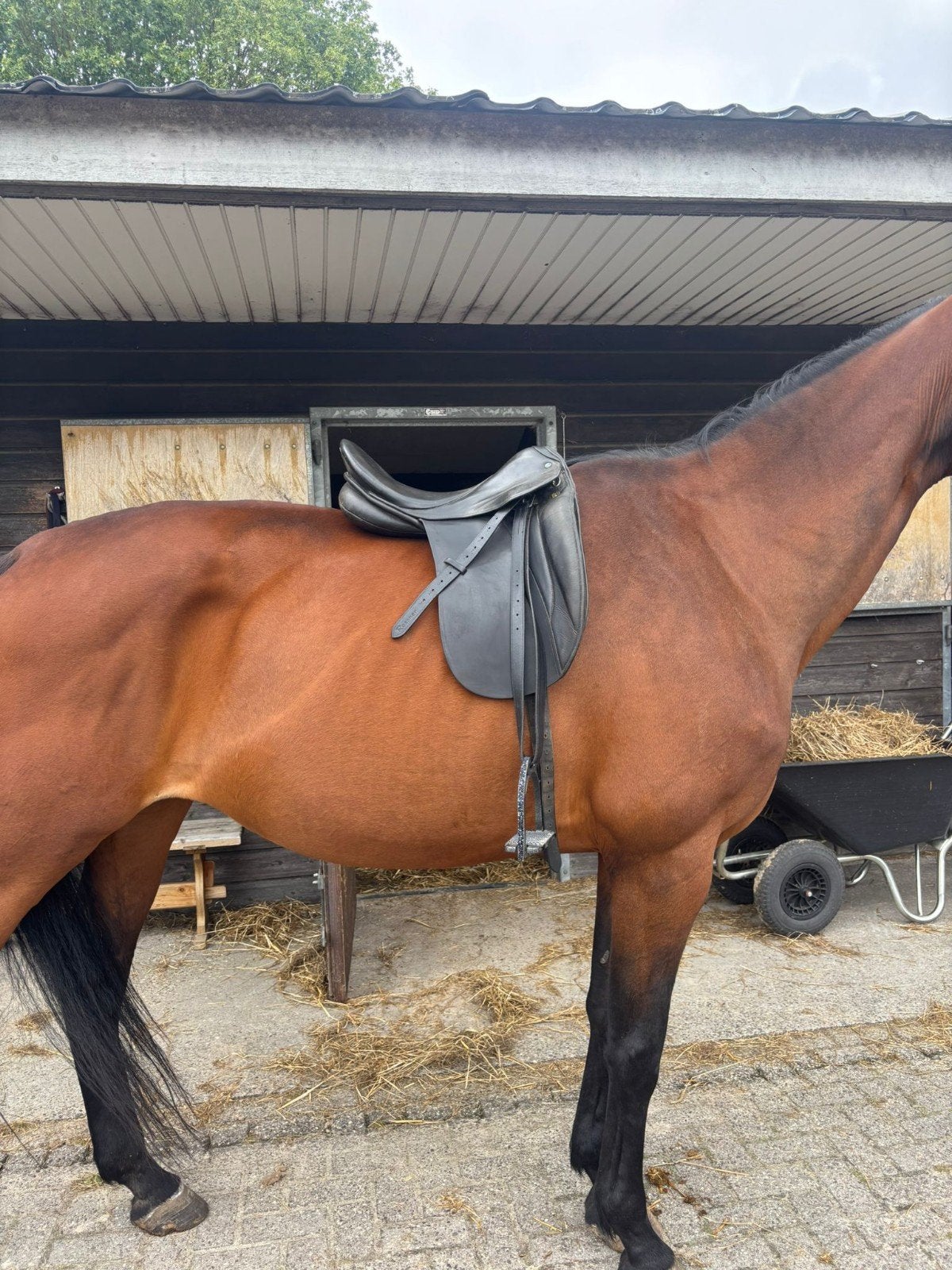 Stubben zadel, Ophalen, Gebruikt, Dressuur