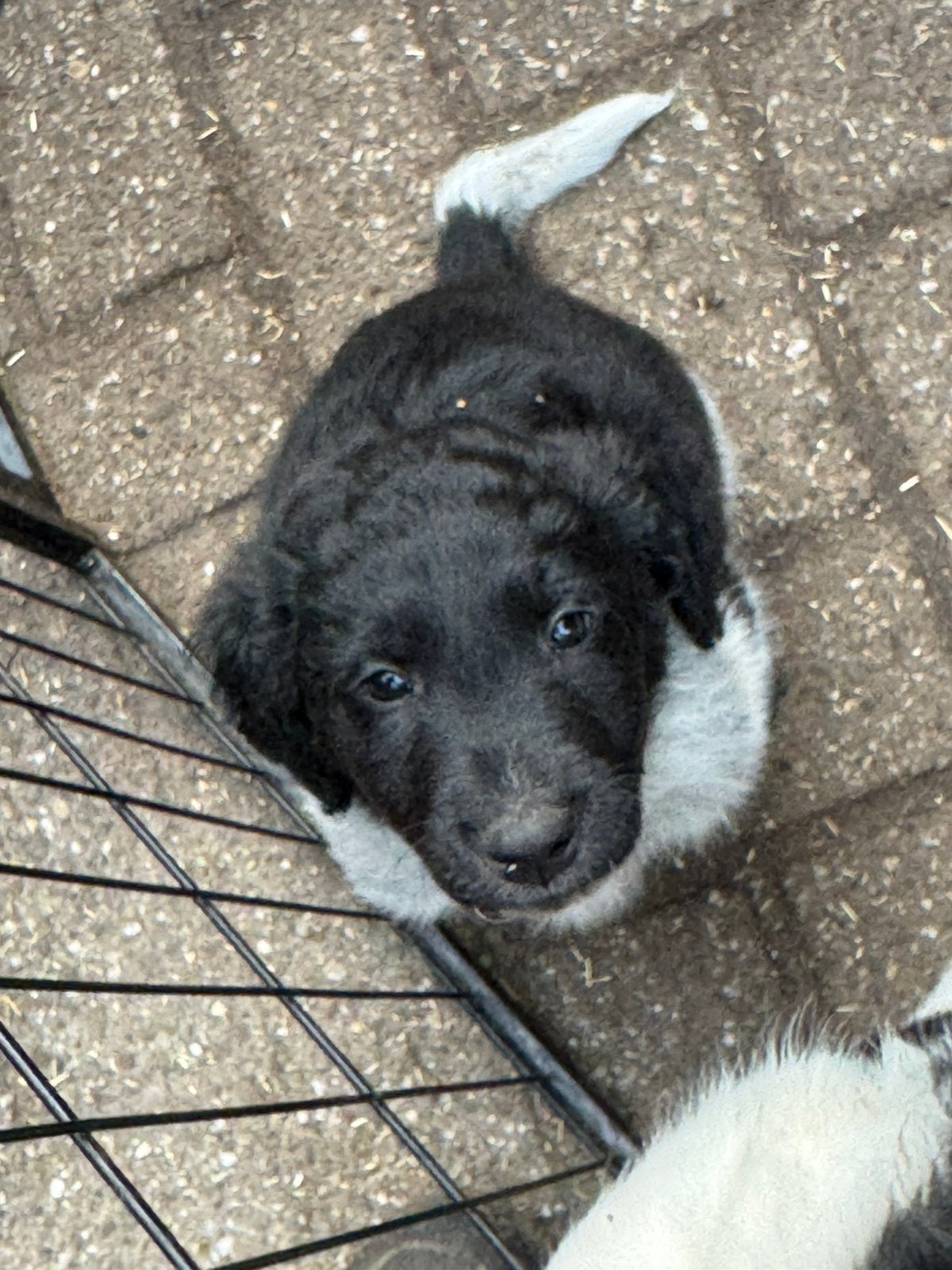 Prachtige Friese Stabij pups beschikbaar, Dieren en Toebehoren, Honden | Retrievers, Spaniëls en Waterhonden, België, Particulier