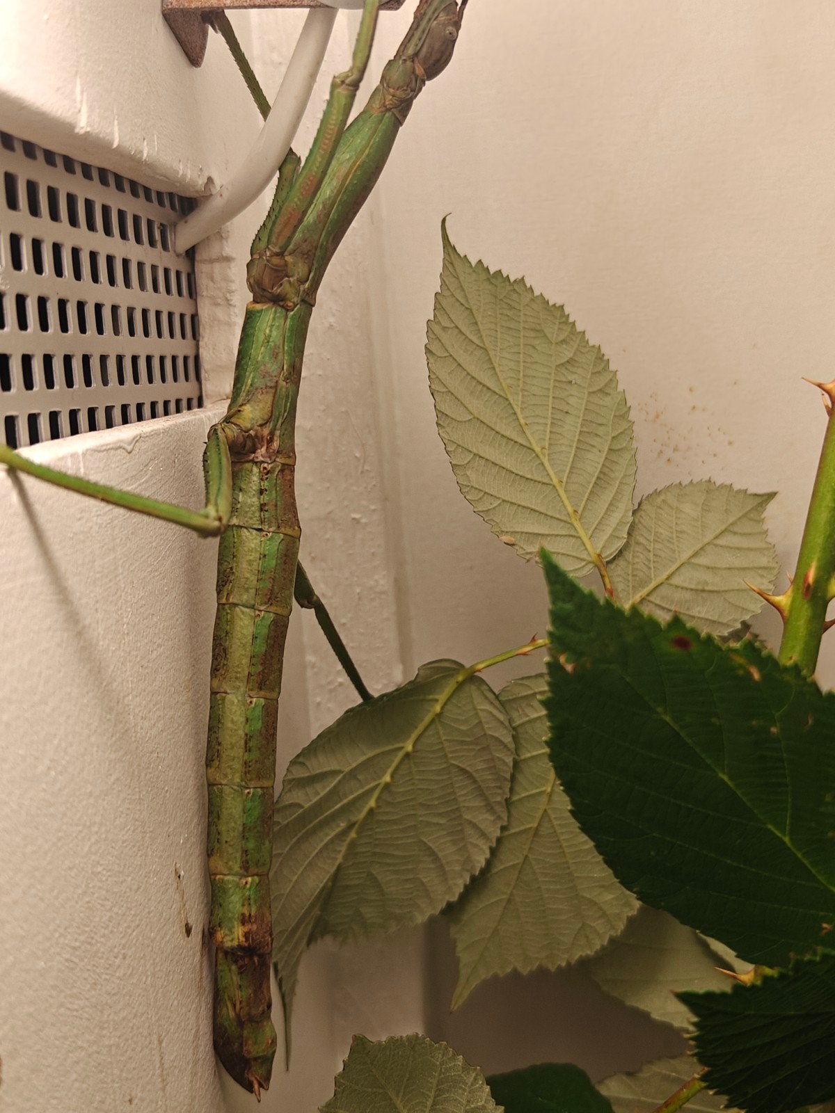eitjes Pharnacia ponderosa, Dieren en Toebehoren, Wandelende tak