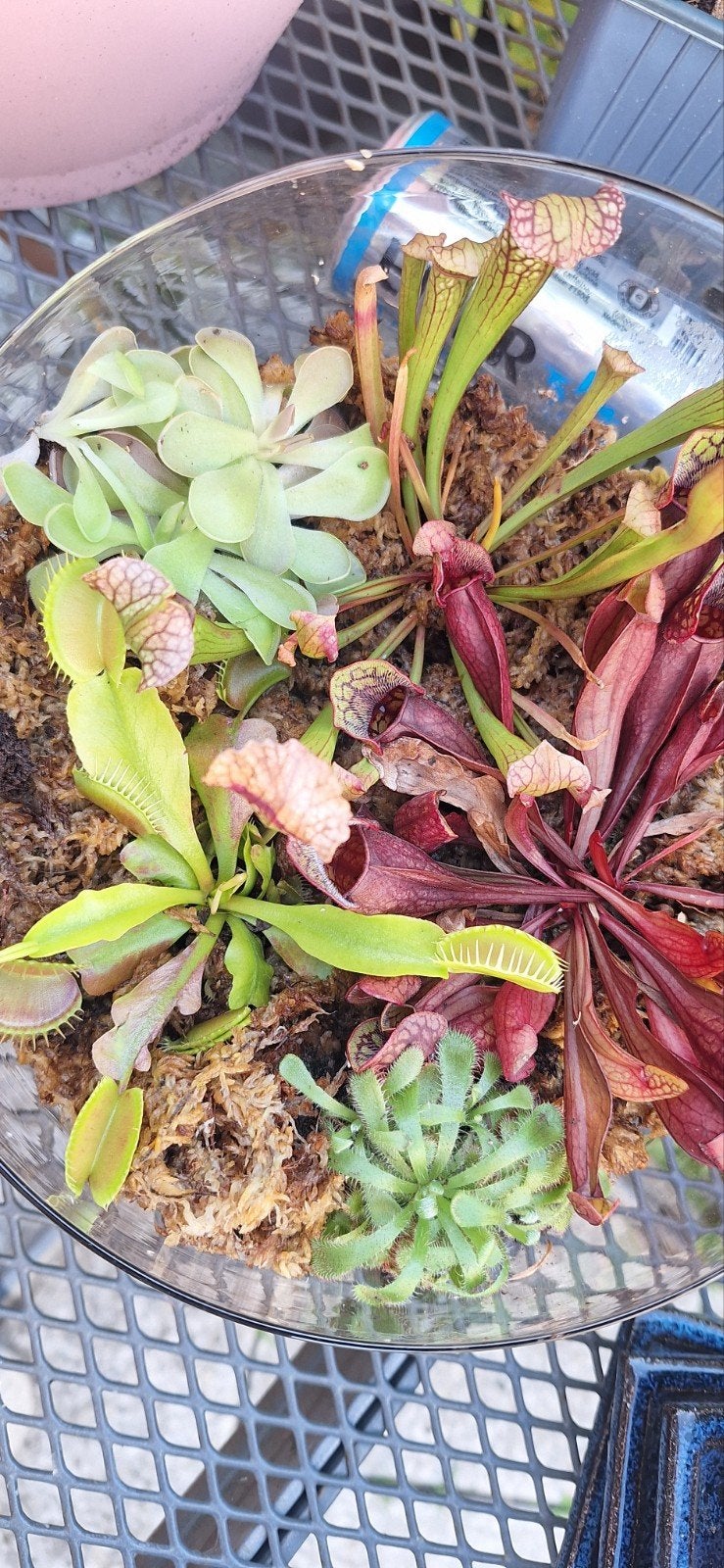 Vleesetende planten, Ophalen of Verzenden, Tak, Plant, Rots of Steen