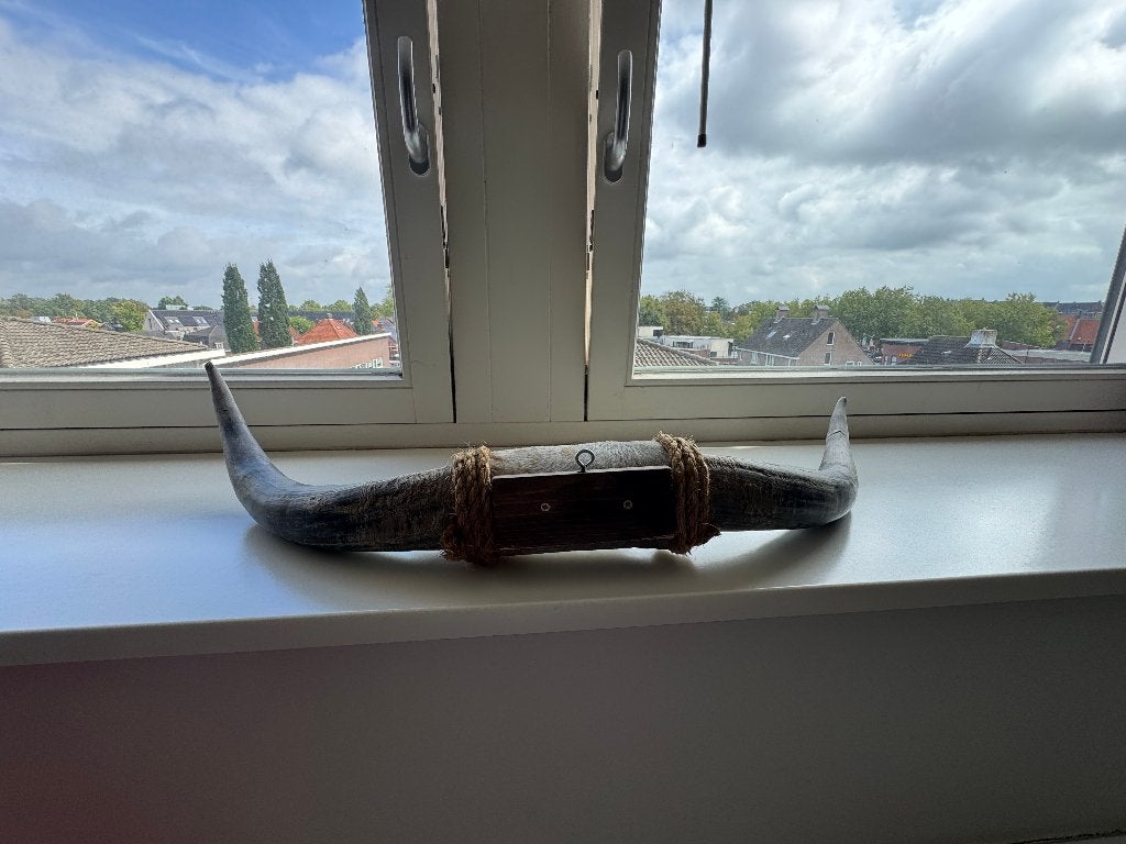 Bullbar hoorns totale 90 cm, Ophalen, Zo goed als nieuw, Overige soorten, Gewei of Kop