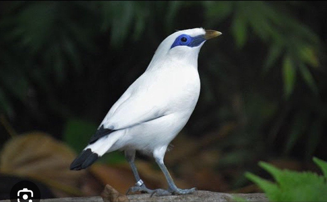 Bali spreeuw man, Dieren en Toebehoren, Mannelijk, Geringd