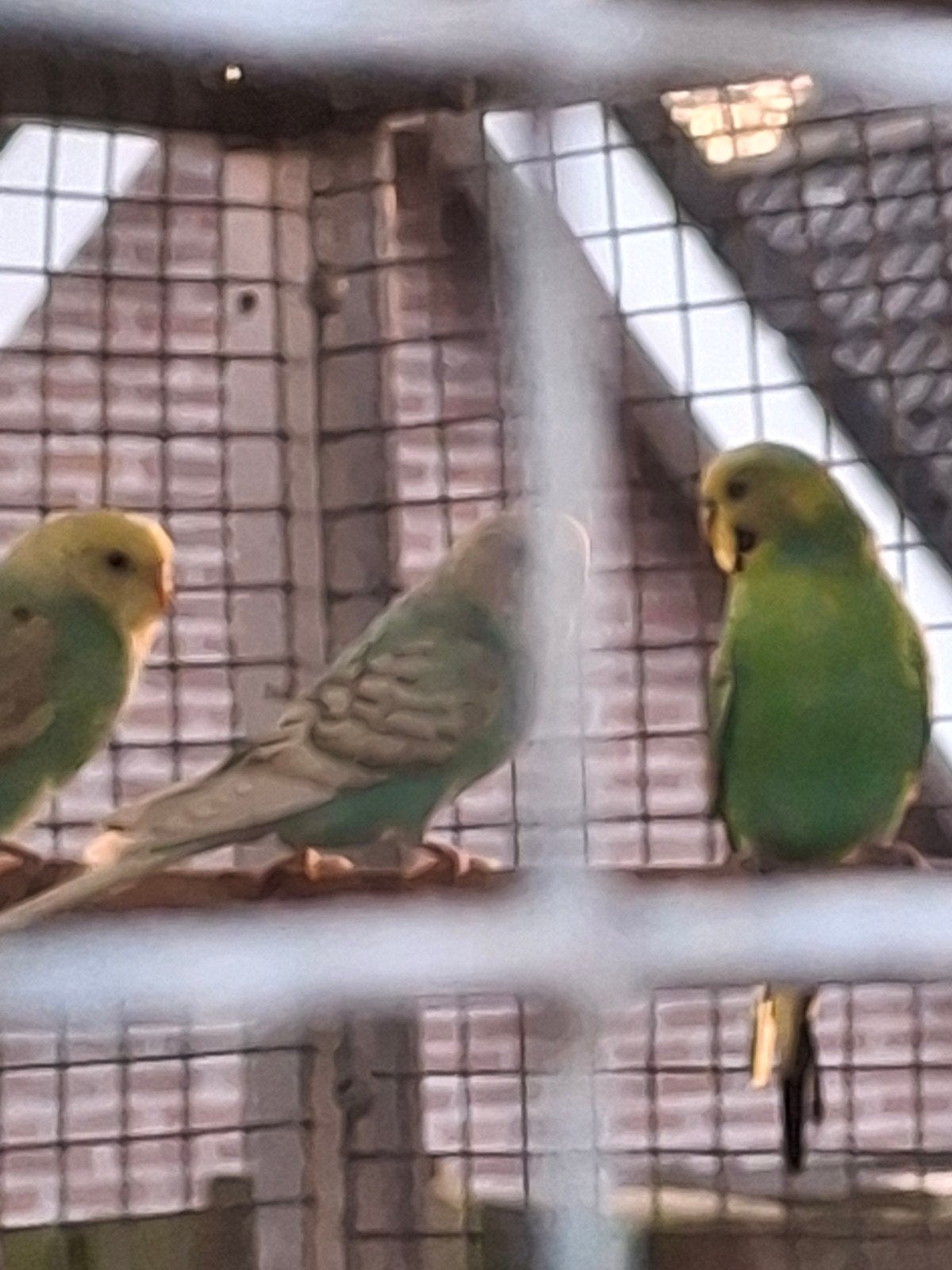 nog 9 spangle grasparkieten broed zomer 26, Meerdere dieren, Parkiet