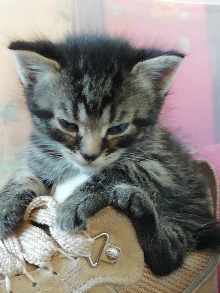 Prachtige cypherse kittens!, Dieren en Toebehoren, Poes