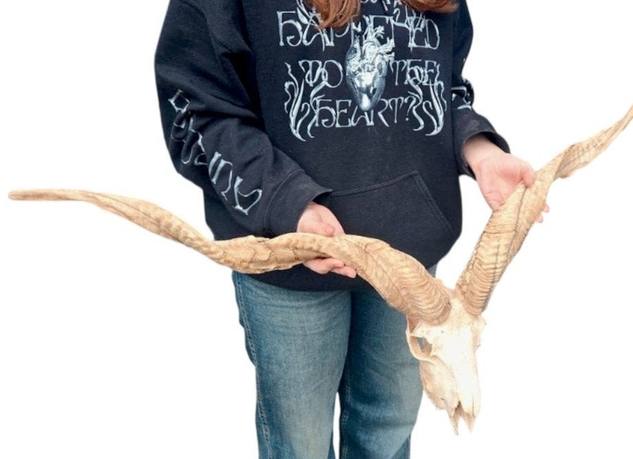 Xl Racka schaap schedel, Ophalen of Verzenden, Schedel