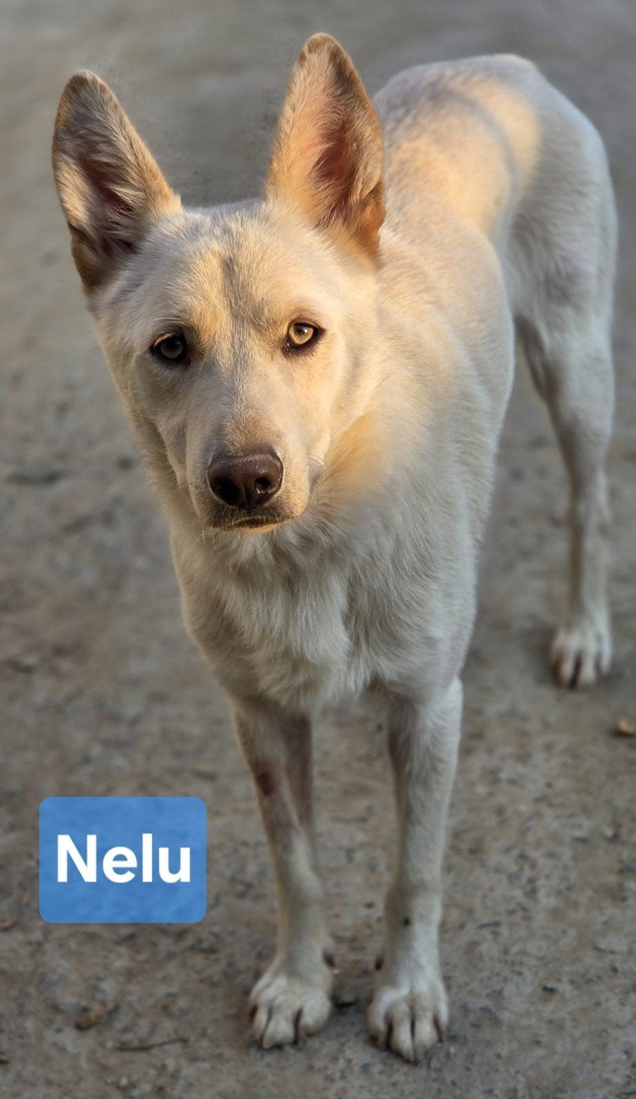 Vele honden zoeken een baasje, Handelaar, 1 tot 2 jaar, Buitenland, Groot