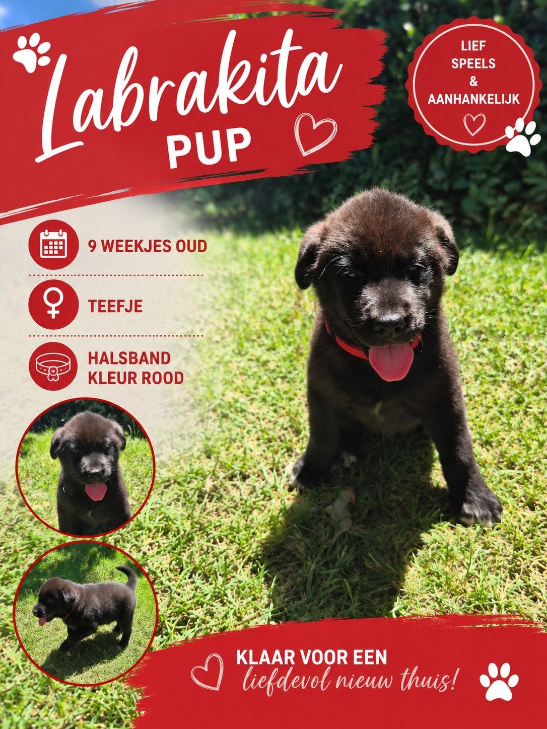 Labrakita pups (mogen verhuizen), Dieren en Toebehoren, Honden | Retrievers, Spaniëls en Waterhonden, Parvo, Overige rassen, 8 tot 15 weken
