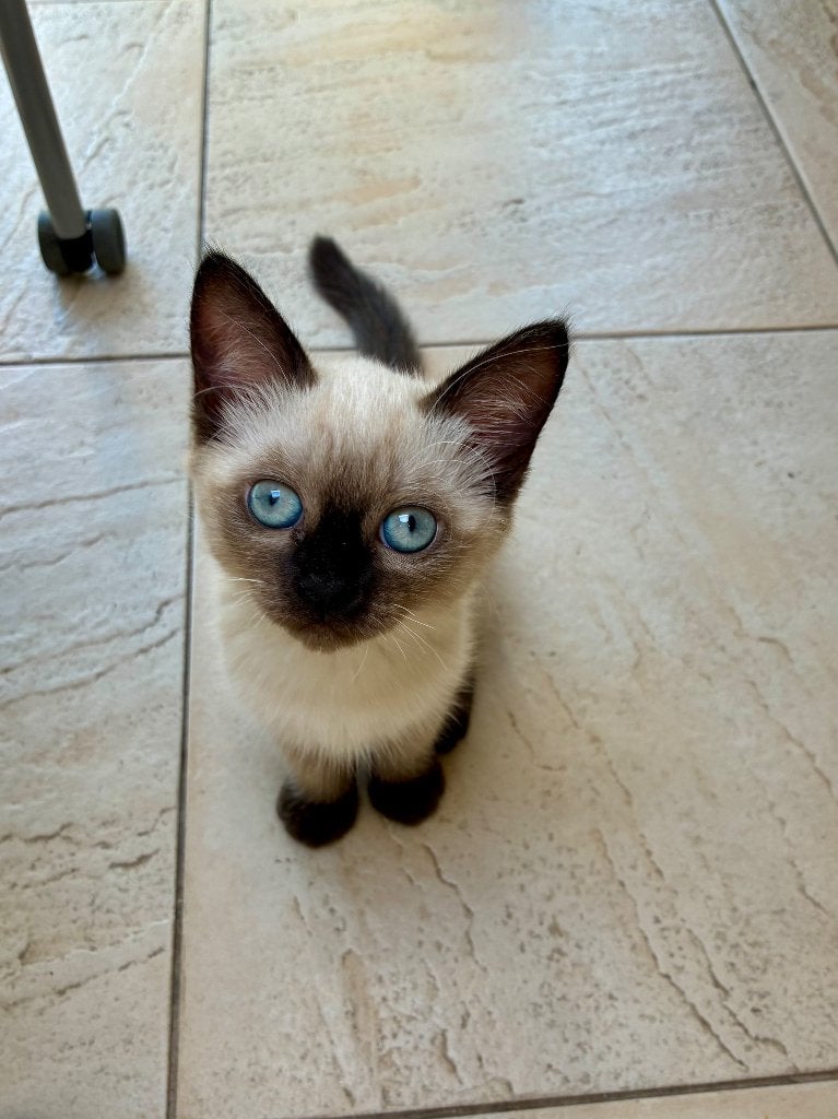 Ragdoll x Tonkanees kitten zoekt nieuw thuis, Poes, Gechipt, 0 tot 2 jaar