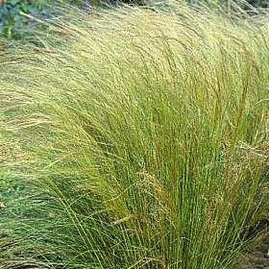 Stipa Tenuissima Ponytails - Siergras voor tuin en border, Ophalen, Volle zon, Vaste plant, Siergrassen