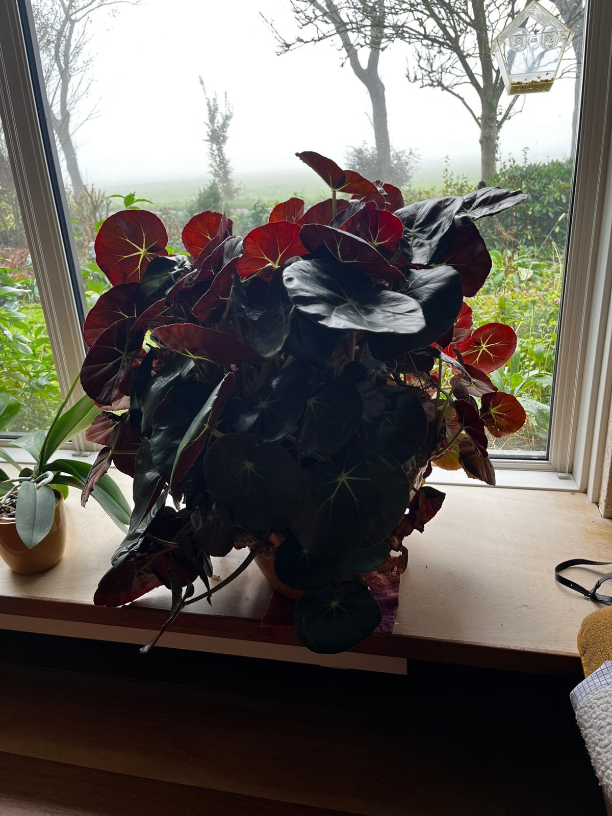 Begonia’s, Ophalen, Halfschaduw, Minder dan 100 cm
