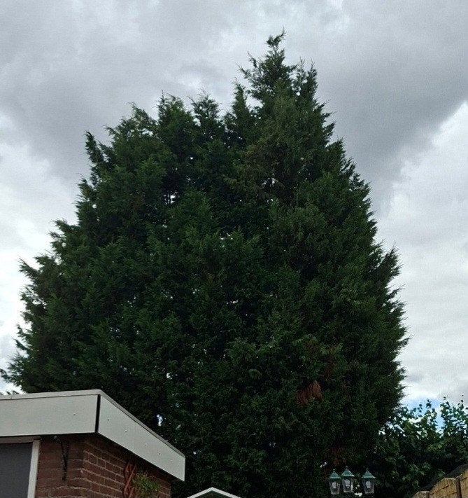 flinke partij coniferen hout / stammen, 6 m³ of meer, Ophalen, Overige houtsoorten, Stammen