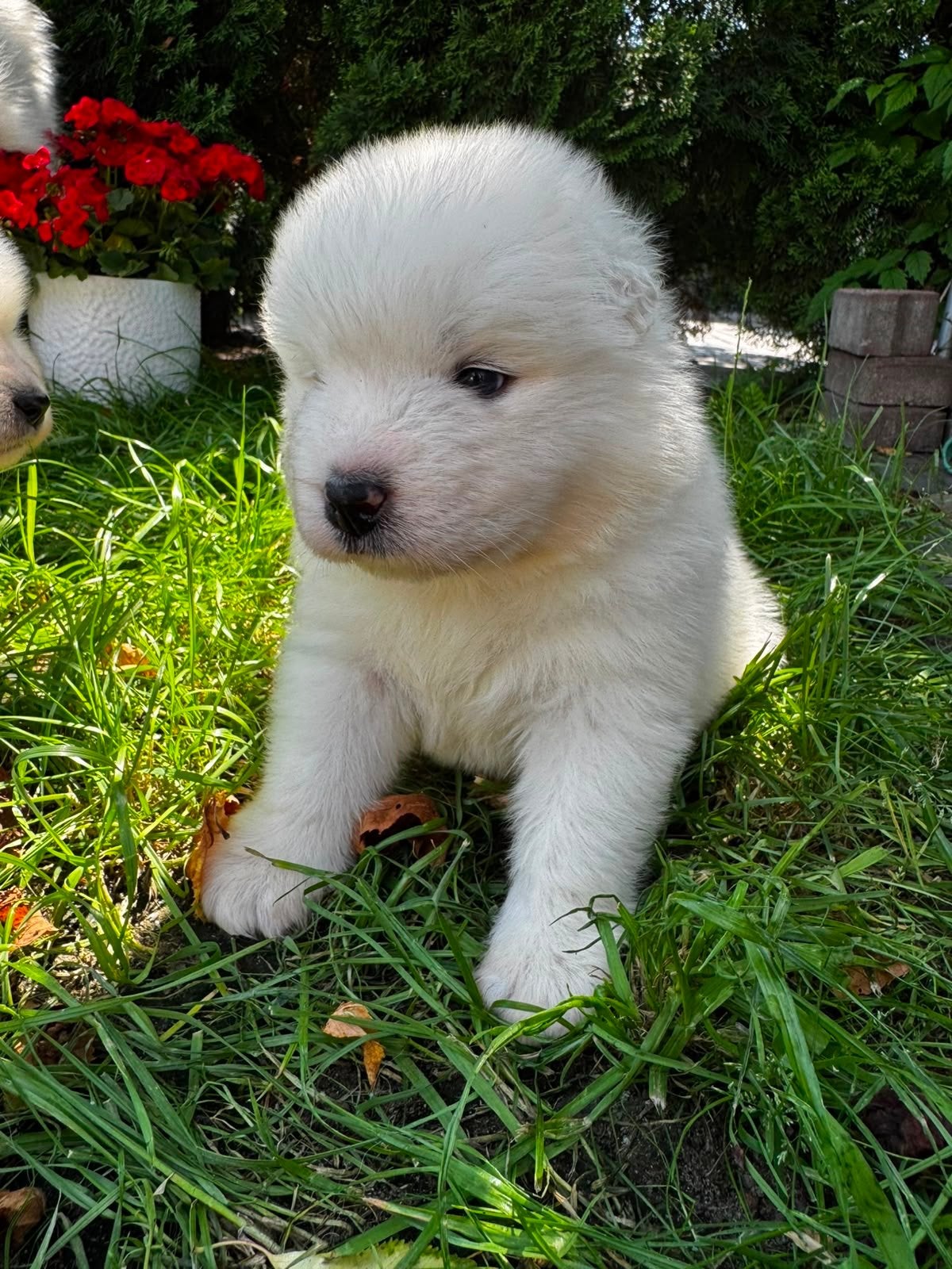 Prachtige Samoyed FCI puppys, Fokker | Hobbymatig, 8 tot 15 weken, Buitenland, Parvo