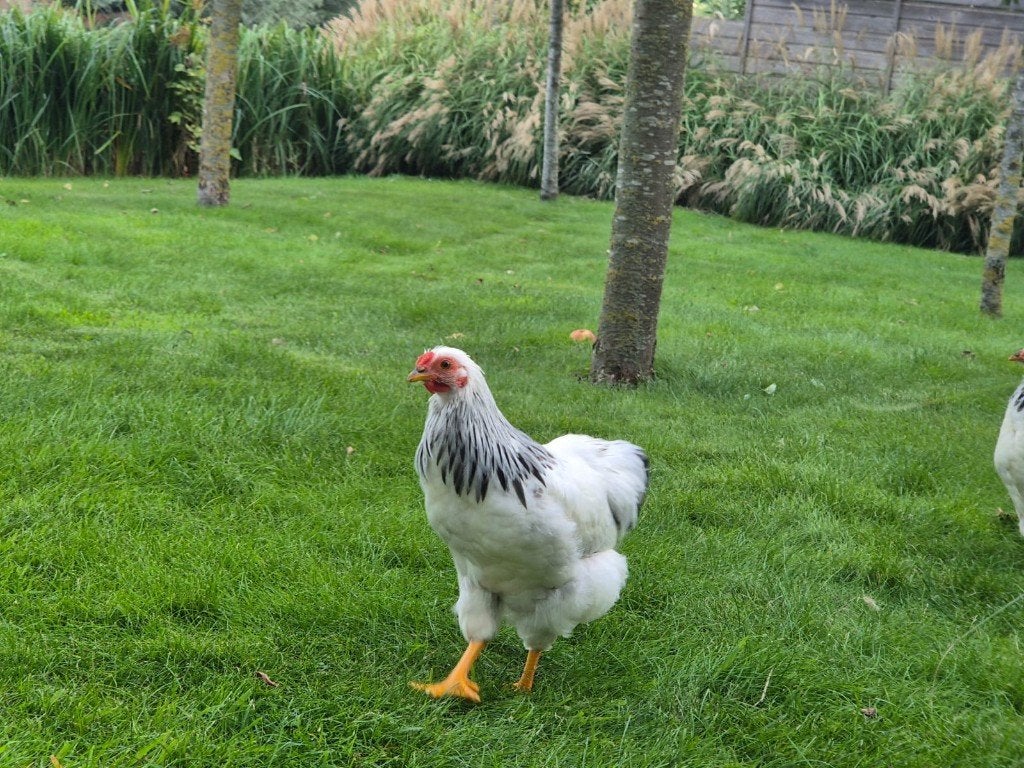 Mooi Wyandotte kriel haantje Colombia, Dieren en Toebehoren, Mannelijk, Kip