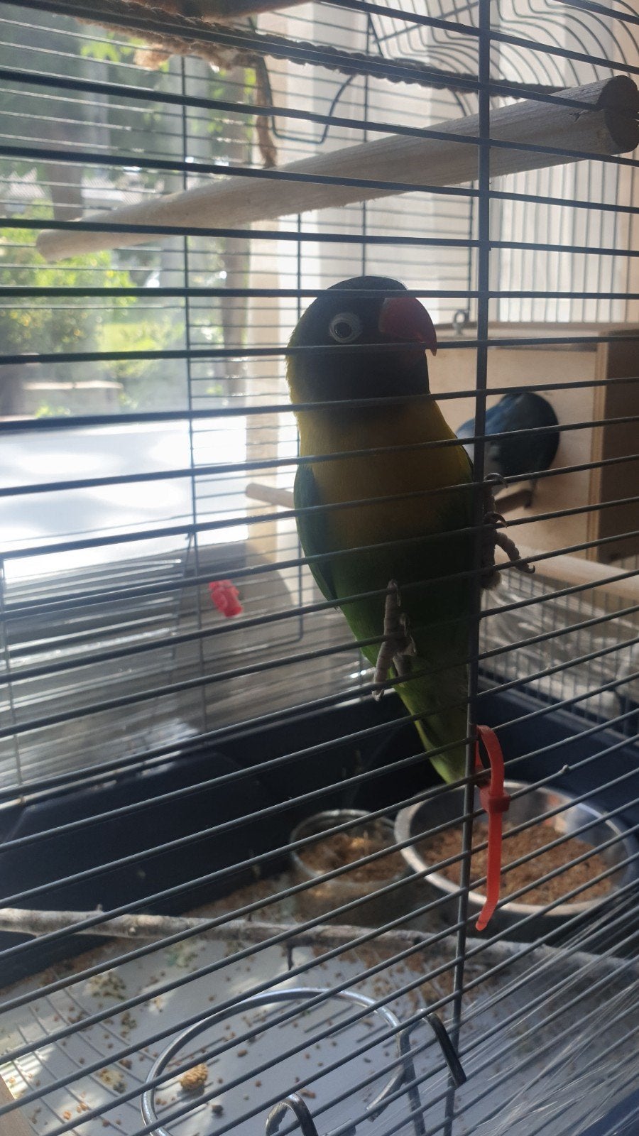 Leuke koppel dwergpapegaai, Meerdere dieren, Dwergpapegaai of Agapornis