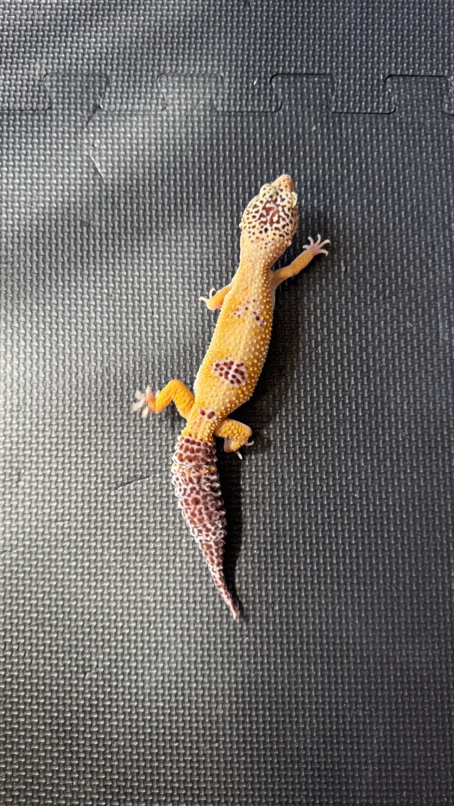 Luipaardgekko, Dieren en Toebehoren, Reptielen en Amfibieën, Hagedis, 7 tot 10 jaar