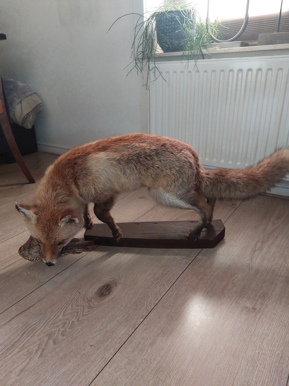 Mooi opgezette vos - Taxidermie, Ophalen of Verzenden