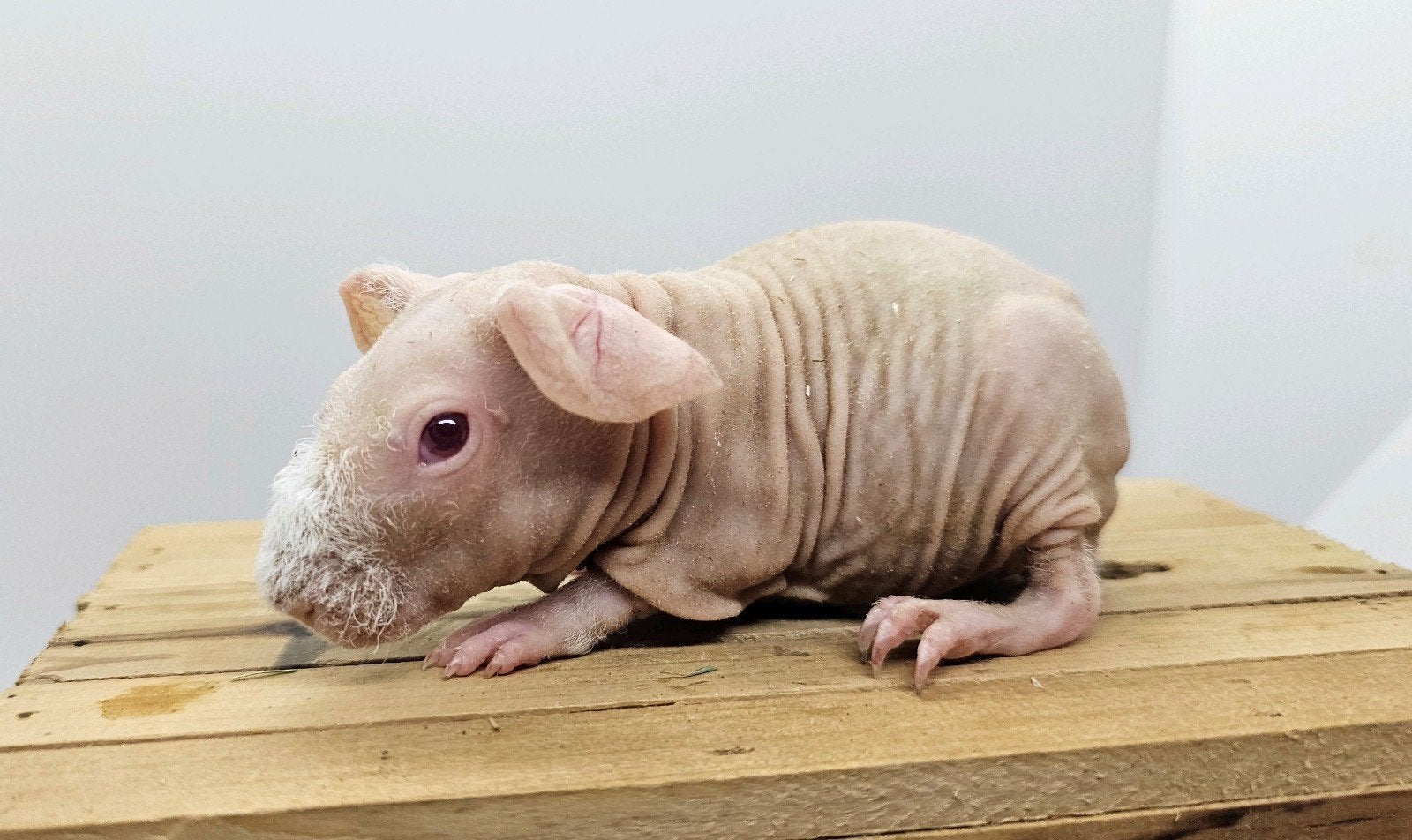Skinny zeugje, Dieren en Toebehoren, Cavia, Juli, Vrouwelijk, Tam