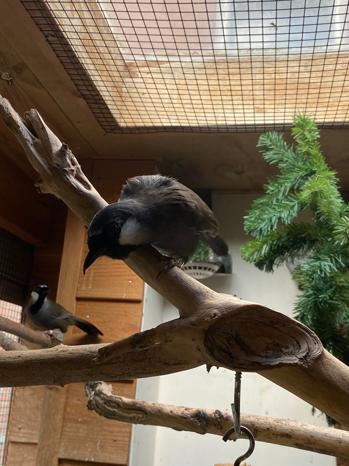 Witwanggasilijsters, Dieren en Toebehoren, Meerdere dieren