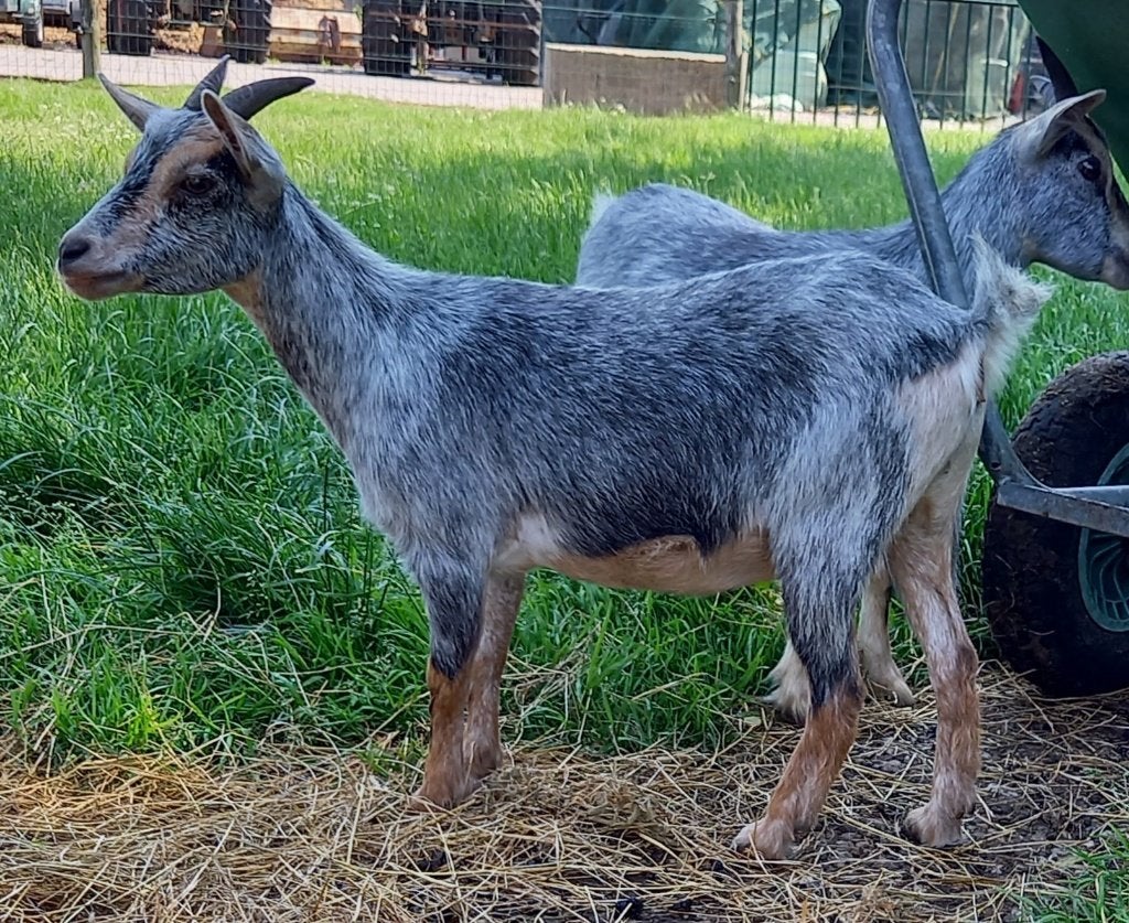 Dwerggeit blauwschimmel met tan geb 2025 stamboek CAE CLvrij, Dieren en Toebehoren, Schapen, Geiten en Varkens, Vrouwelijk, Geit