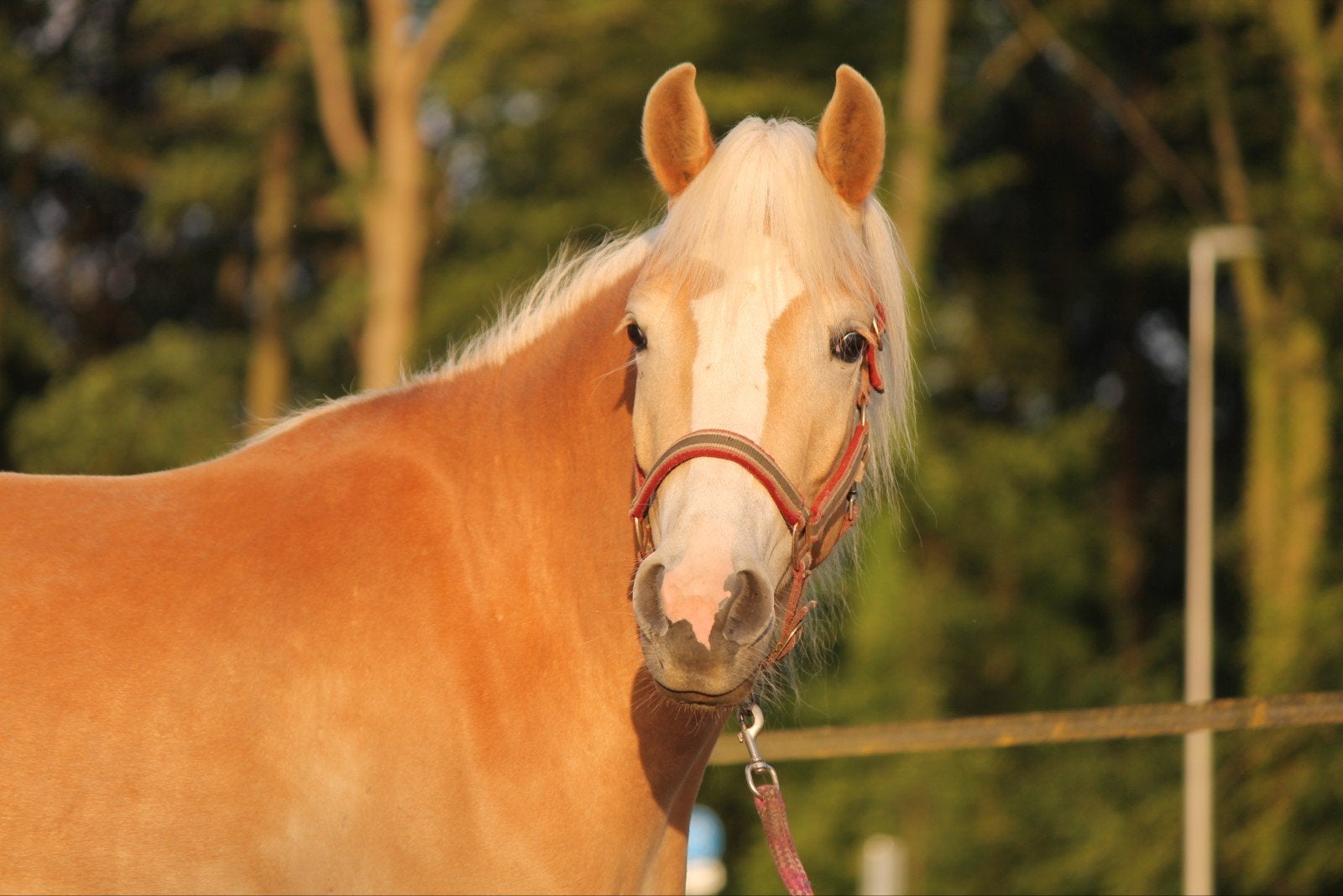 3 jarige haflinger merrie en 2 jarige haflinger ruin, Minder dan 160 cm, Met stamboom, 3 tot 6 jaar, Onbeleerd