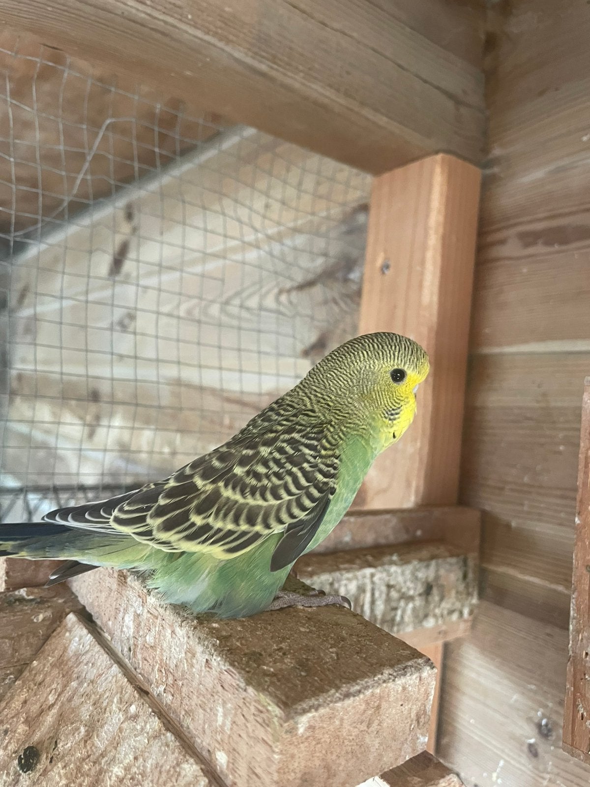 Jonge Engelse parkiet, Dieren en Toebehoren, Vogels | Parkieten en Papegaaien, Parkiet
