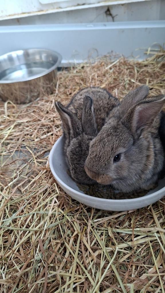 Vlaamse reus, Dieren en Toebehoren, Geslacht onbekend, Groot, 0 tot 2 jaar