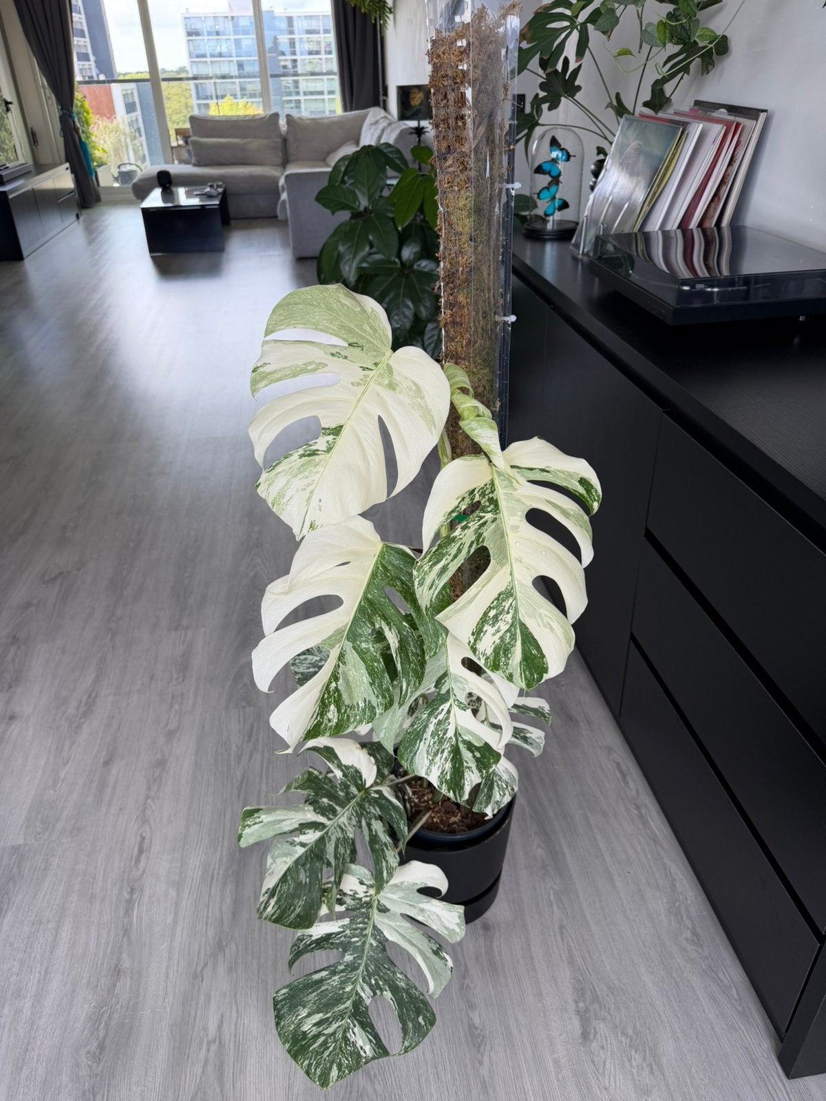 Monstera variegata, Huis en Inrichting, Ophalen, Halfschaduw, Minder dan 100 cm
