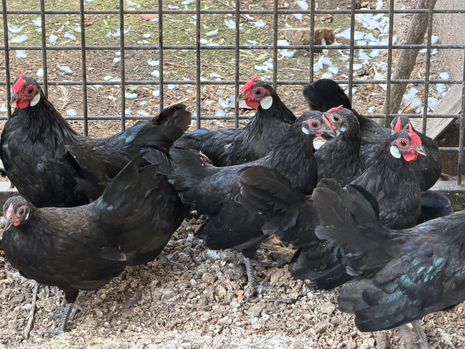Trio Java kriel 4,5 maand oud, Dieren en Toebehoren, Meerdere dieren, Kip
