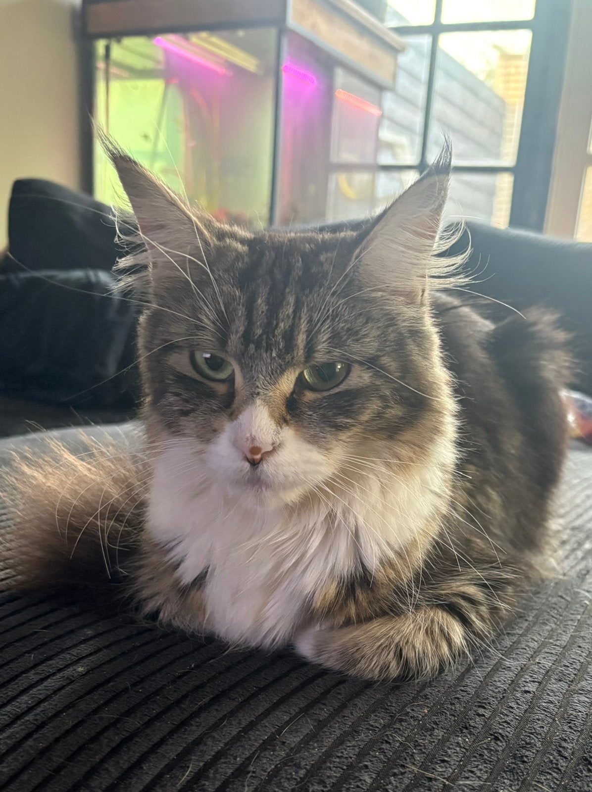 Lieve maine coon poes van 2,5 jaar, Dieren en Toebehoren, Poes, Met stamboom, 3 tot 5 jaar