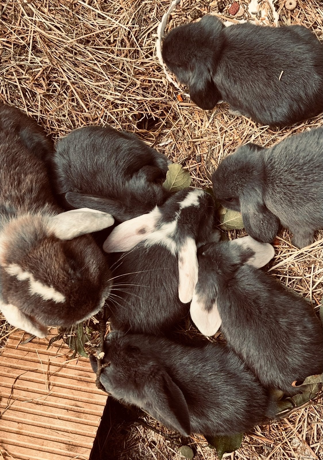 Op zoek naar een baby konijn? Bekijk deze advertentie, Dieren en Toebehoren, Meerdere dieren