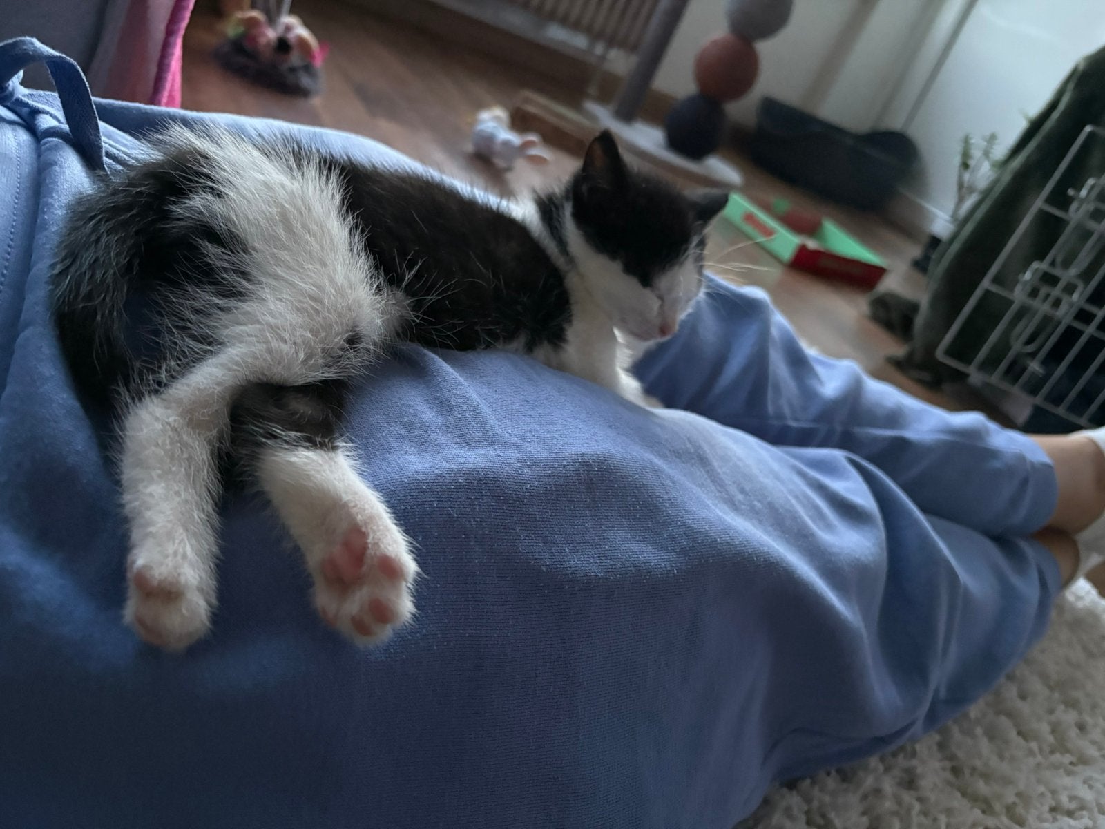 Kitten zoekt lief huisje, Kater