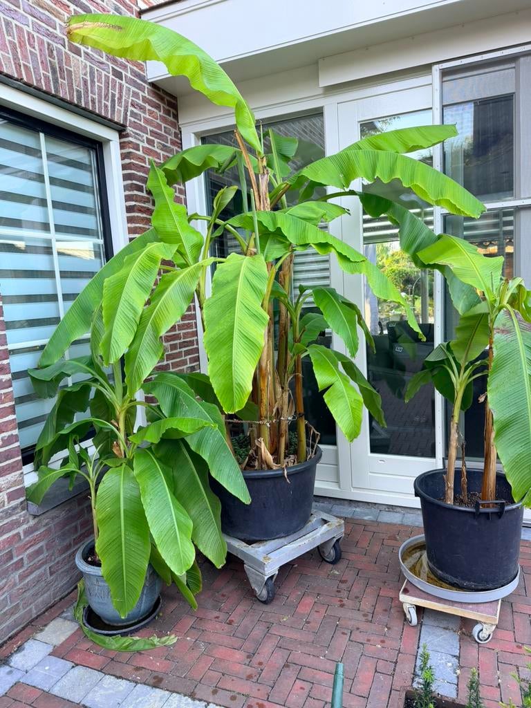 Winterharde bananen nog enkele stuks, Overige soorten, 100 tot 250 cm, Zomer, Ophalen