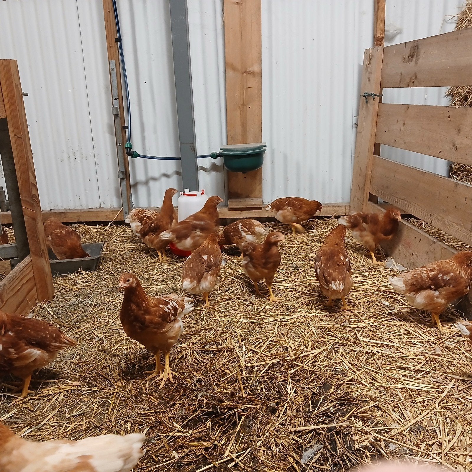 Jonge leghennen te koop van 10 weken oud., Vrouwelijk, Kip