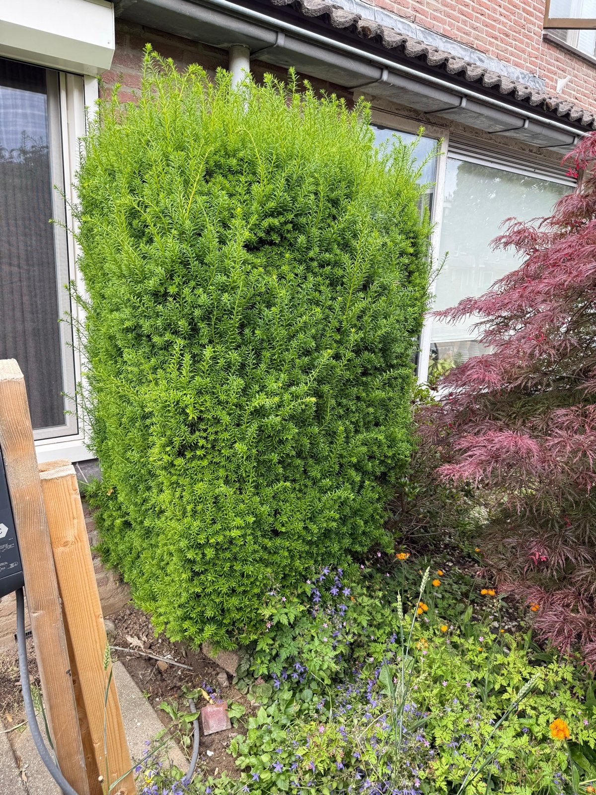 Taxus haagplant - Groenblijvend en onderhoudsvriendelijk, Vaste plant, Bloeit niet, Halfschaduw, Ophalen