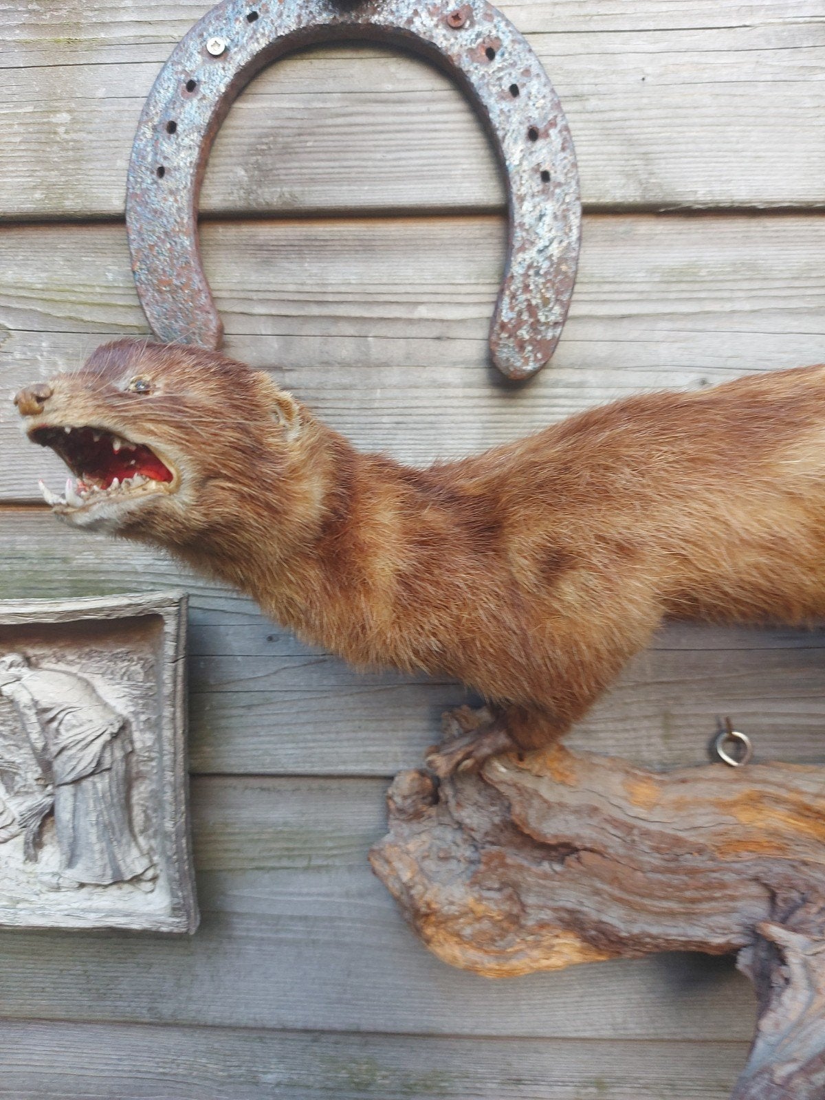 Opgezette marter  ., Verzamelen, Dierenverzamelingen, Ophalen of Verzenden, Zo goed als nieuw, Vogel, Opgezet dier