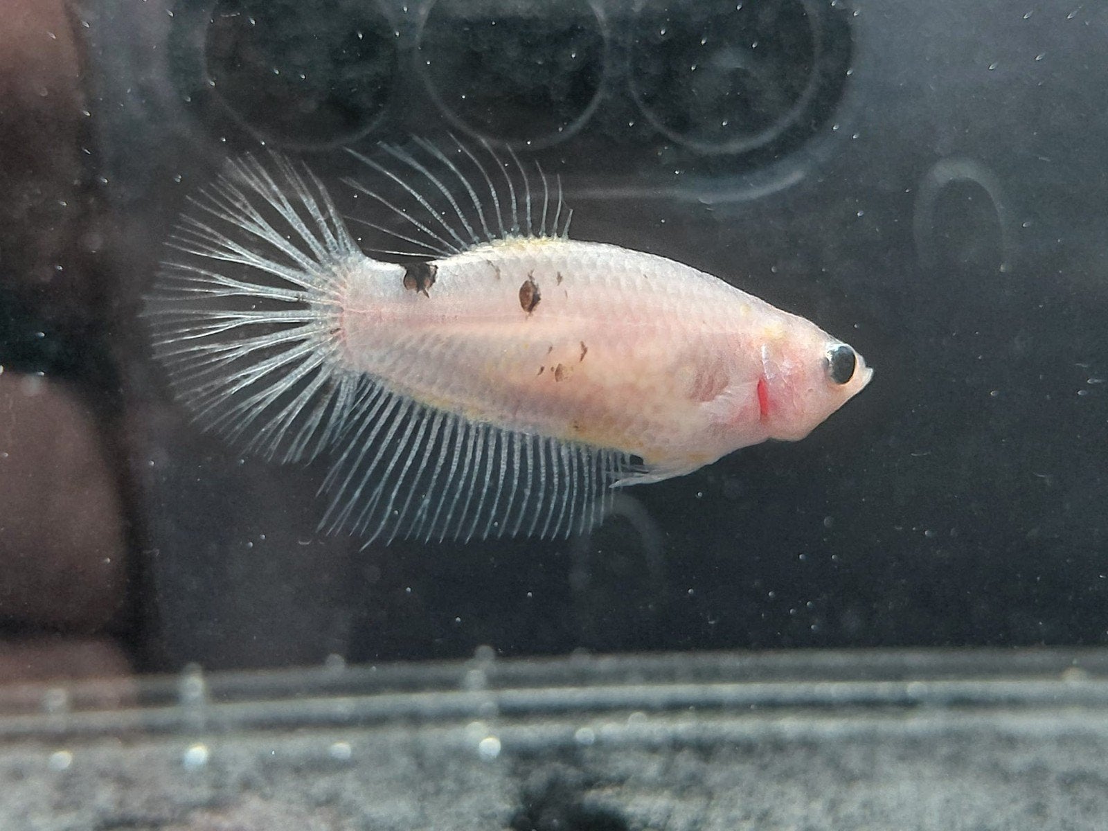 Betta vrouw halfmoon, Dieren en Toebehoren, Vissen | Aquariumvissen, Vis