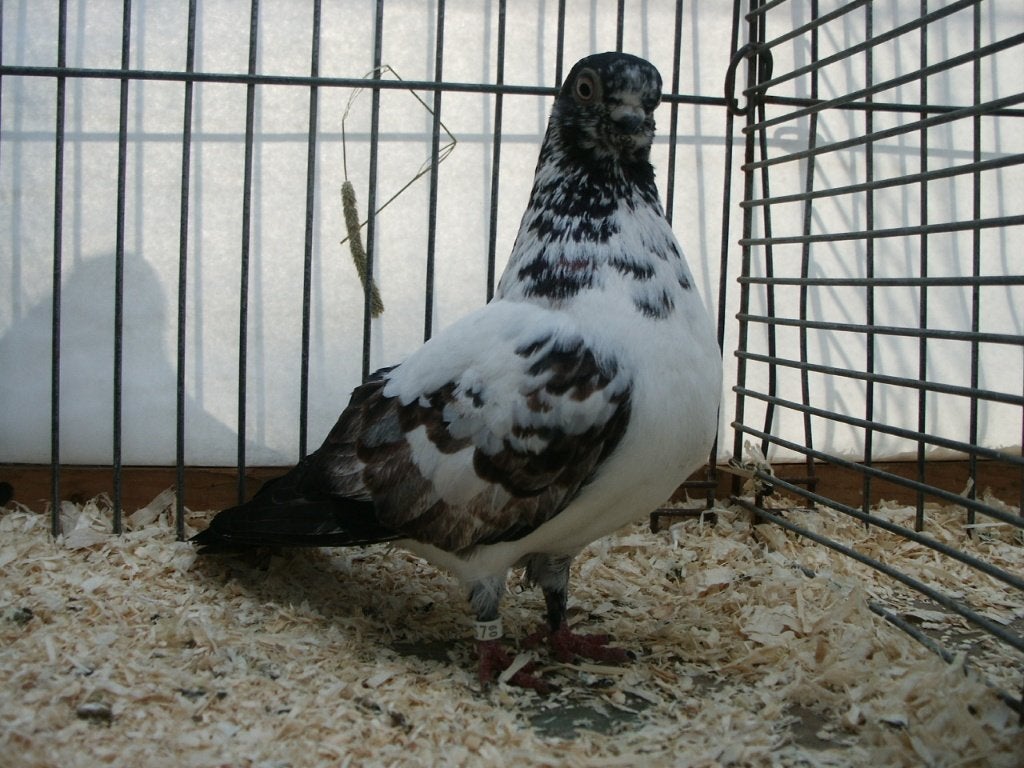 Zeldzaam, Dieren en Toebehoren, Meerdere dieren, Tuimelaar of Roller