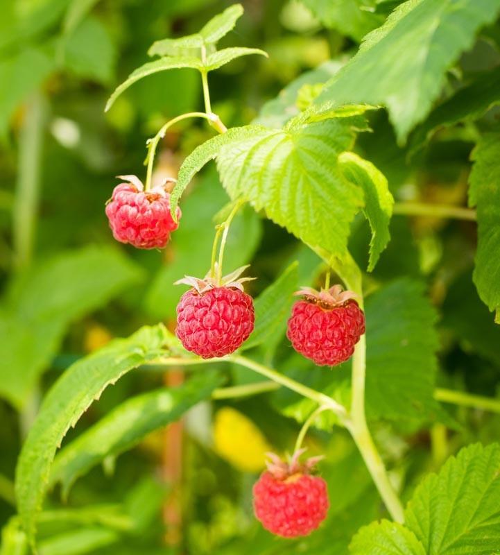 Framboos stekjes, Ophalen, Volle zon, Vaste plant, Zomer