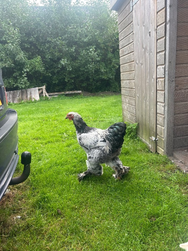 Brahma hanen van 27 april 2026, Dieren en Toebehoren, Mannelijk, Kip