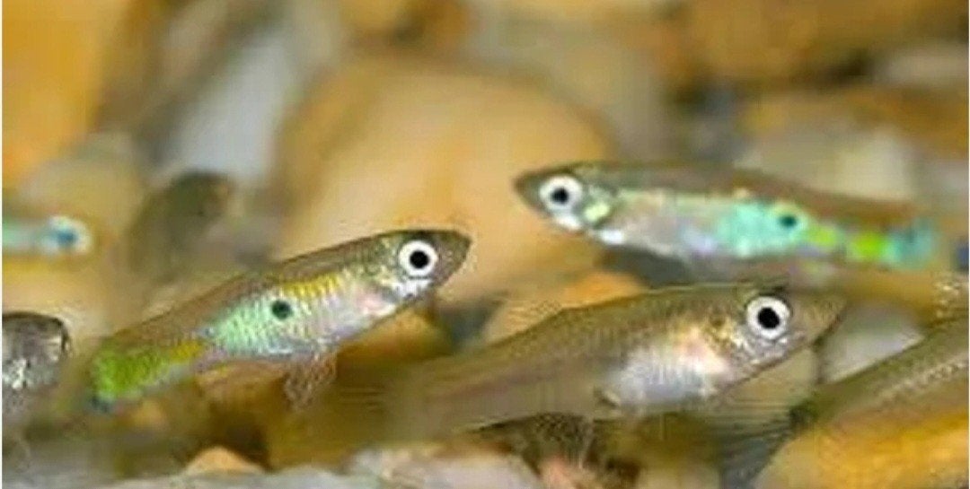 Jonge guppies, Dieren en Toebehoren, Vissen | Aquariumvissen, Vis