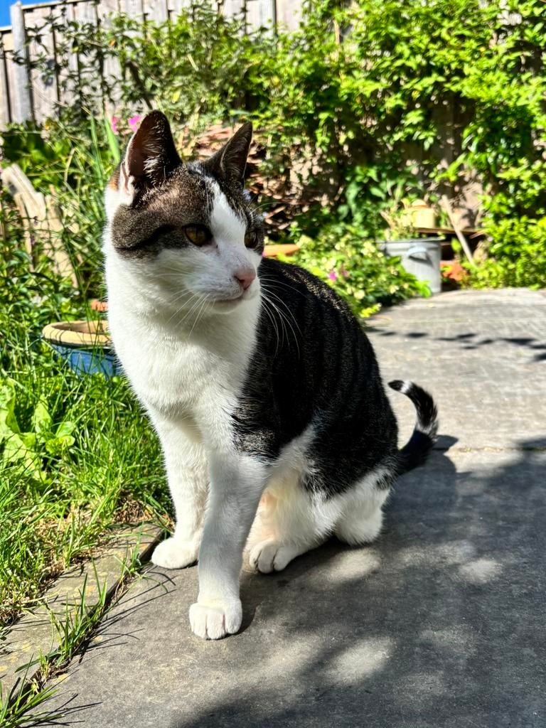 Nieuw huis 🏠 gezocht voor kater 😺, Dieren en Toebehoren, Kater