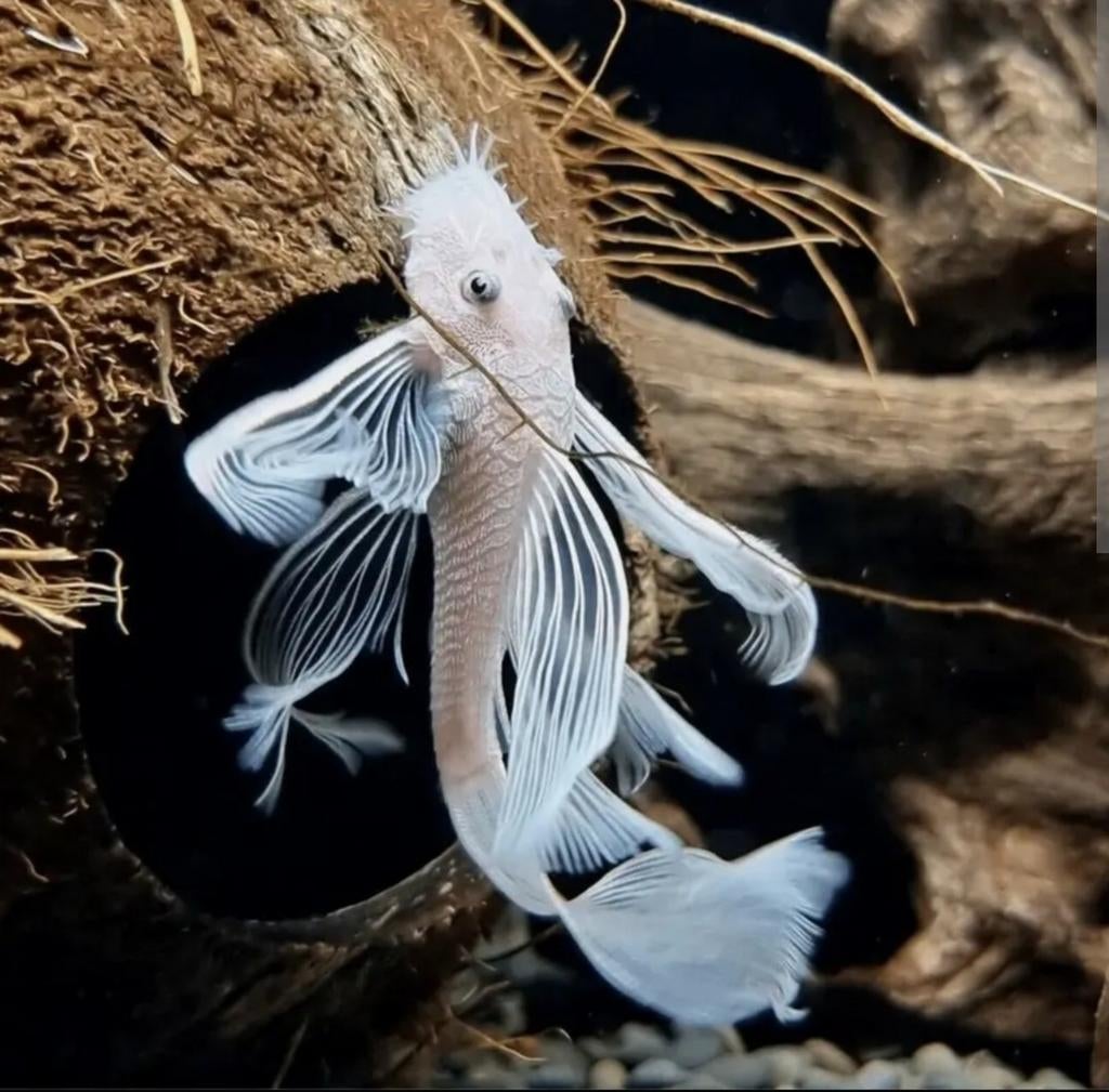 Longfin snowwhite man Opzoek, Mannelijk