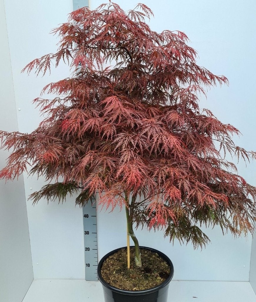 Acer palm. Garnet (rode, japanse esdoorn) in diverse maten, Tuin en Terras, Planten | Tuinplanten, Ophalen, Bloeit niet, Overige soorten