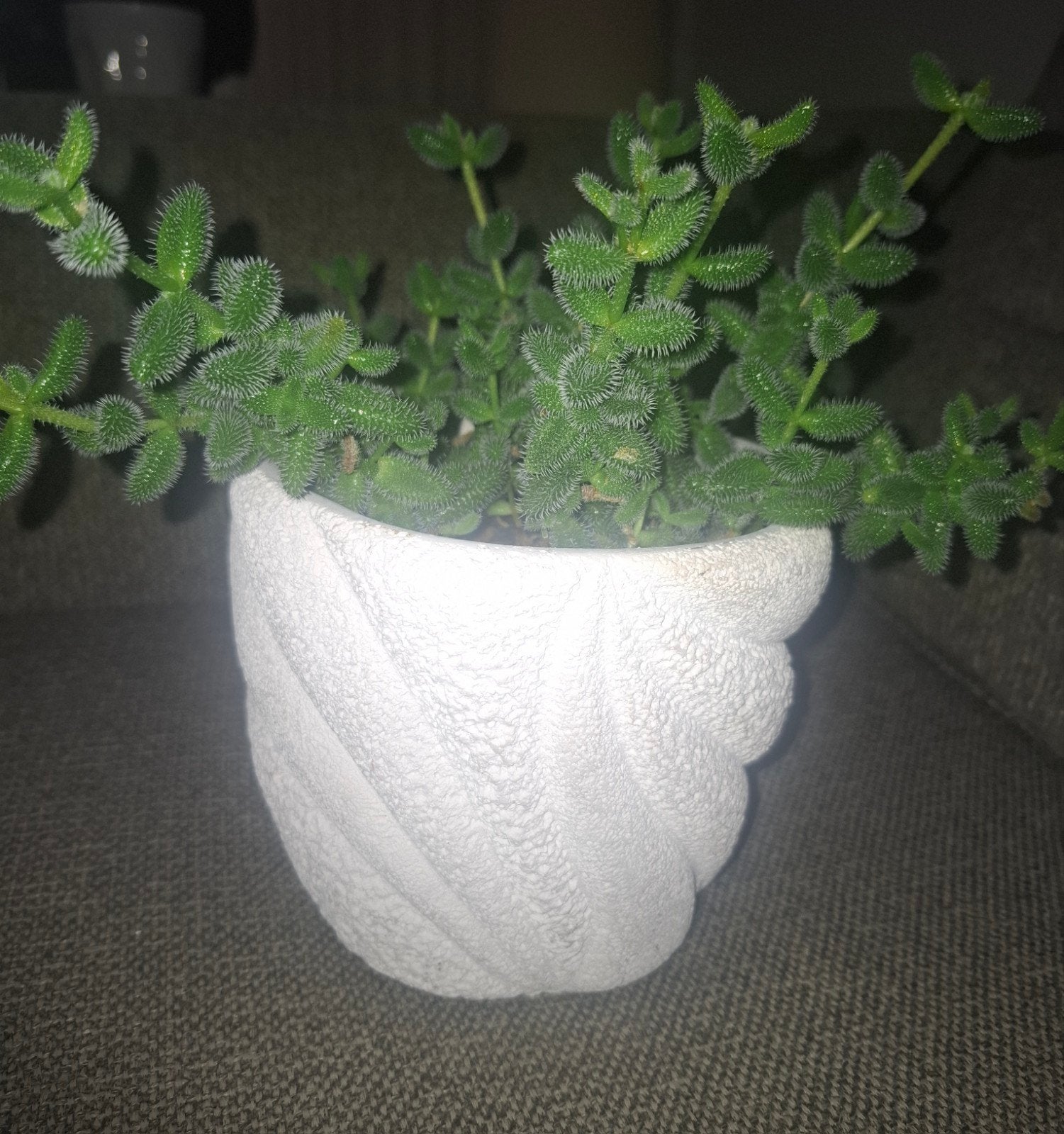 Delosperma echinatum,, augurkplantje in witte pot, Overige soorten, Ophalen of Verzenden, In pot, Minder dan 100 cm