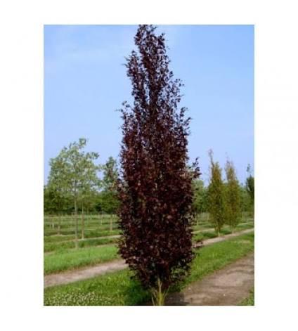 Beukenbomen, Tuin en Terras, Planten | Bomen, Treurboom, Lente, 400 cm of meer, Ophalen