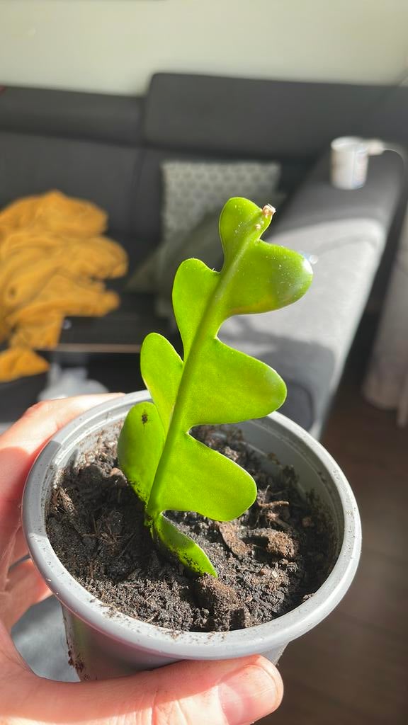 Zaagcactus gewortelde stekken, Ophalen, Halfschaduw, Minder dan 100 cm