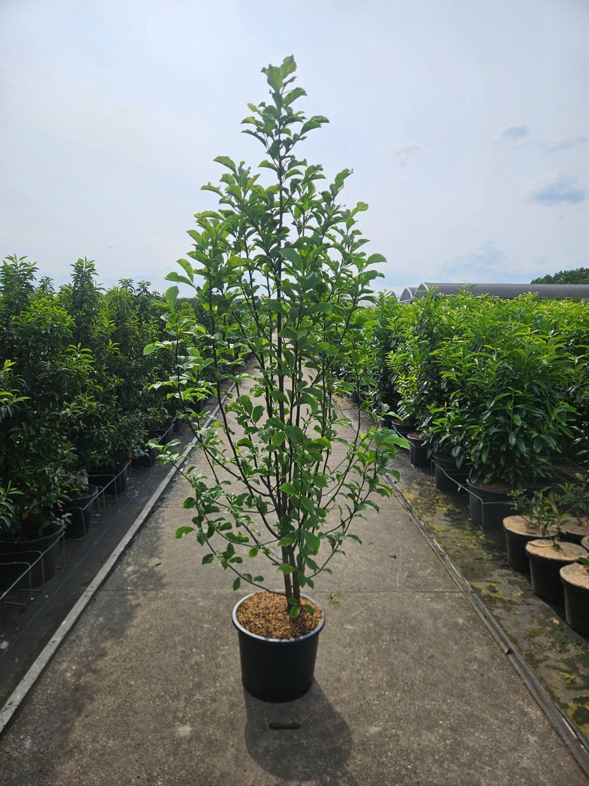 Magnolia Kobus, 175/200 cm, Ophalen, In pot, Overige soorten, 100 tot 250 cm
