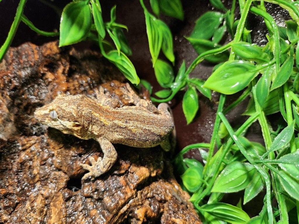 gargoyle gekko, Dieren en Toebehoren, Reptielen en Amfibieën, Hagedis, Tam, 0 tot 2 jaar