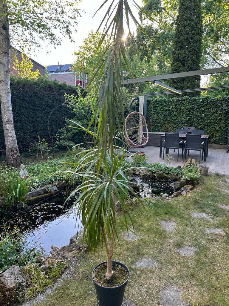Grote Yucca palmboom (palmlelie) - 245 cm hoog, Ophalen, 200 cm of meer, In pot, Yucca